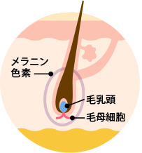 成長期　初期