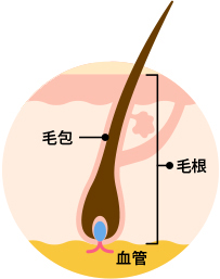 成長期